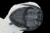 Odontochile Trilobite With Paralejurus - Morocco #178105-4